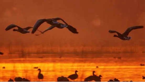 Sultanpur Bird Sanctuary